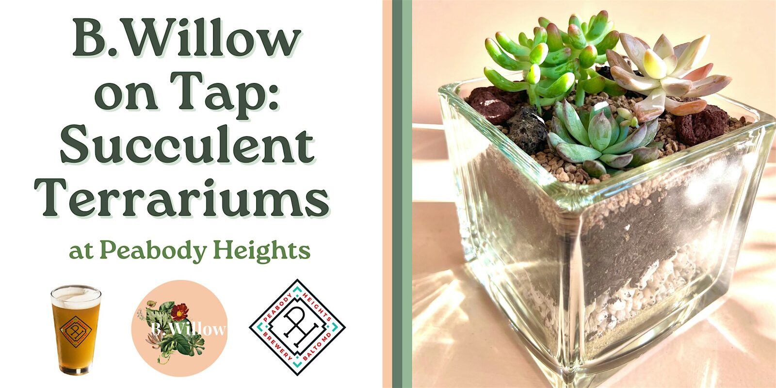 B.Willow on Tap: Succulent Terrariums at Peabody Heights Brewery