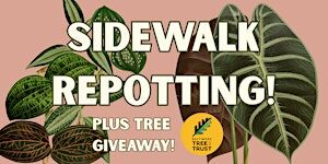 Sidewalk Repotting + Tree Giveaway!