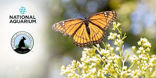 July Oriole Garden Maintenance