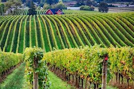 Explore the Wines of Oregon