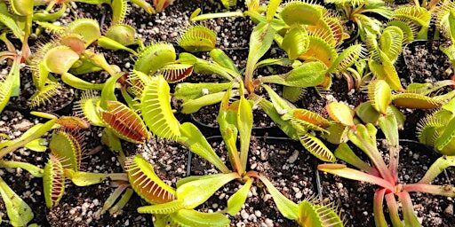 Carnivorous Plant Pop Up with Patrick Treece!