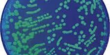 Bacterial Transformation (For Ages 10-14)